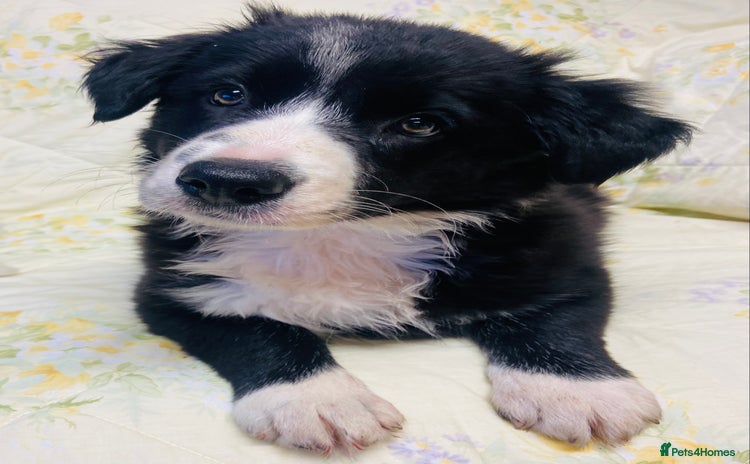 Border Collie dogs - Advert 4