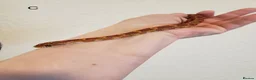 Corn Snake reptiles for sale: Juvenile corn snakes in Doncaster - Advert 4