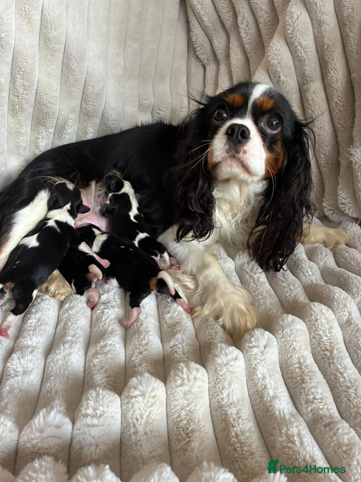 Cavalier King Charles Spaniel dogs Exceptional cavalier King Charles puppies  - Advert 1