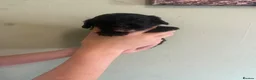 Mixed Breed dogs for sale: Sproodle puppies  - Advert 21