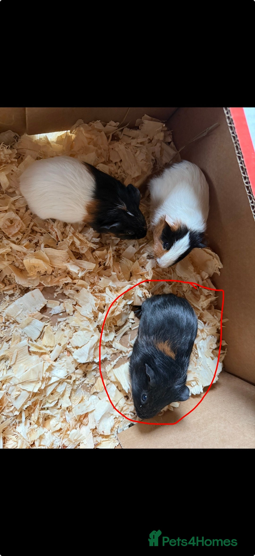 Guinea Pig rodents for sale: Baby male guinea pigs  - Advert 6