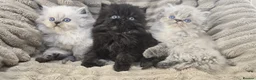 Persian cats for sale: Purebred Persian Kittens for Sale  - Advert 6