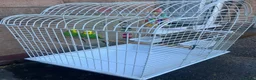 Budgerigars birds for sale: Selling Buggies  parrots with cage & Acessories. - Advert 7