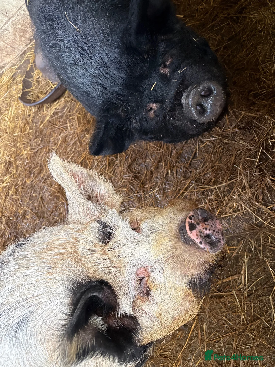 Pig livestock for sale: 2 x unregistered Kune Kune males 2 years old - Advert 10