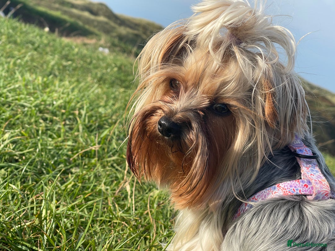 Yorkshire Terrier dogs for sale: Adorable Mini Yorkshire Terrier puppies - Advert 3