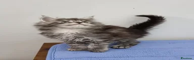 Maine Coon Kitten 9