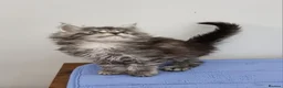Maine Coon cats for sale: GCCF registered pedigree Maine Coon Kittens  - Advert 32