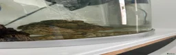 Cichlids fish for sale: Malawi mix cichlid fry in Manchester - Advert 3