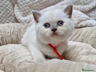 British Shorthair cats GCCF registered British shorthair and longhair - Advert 5