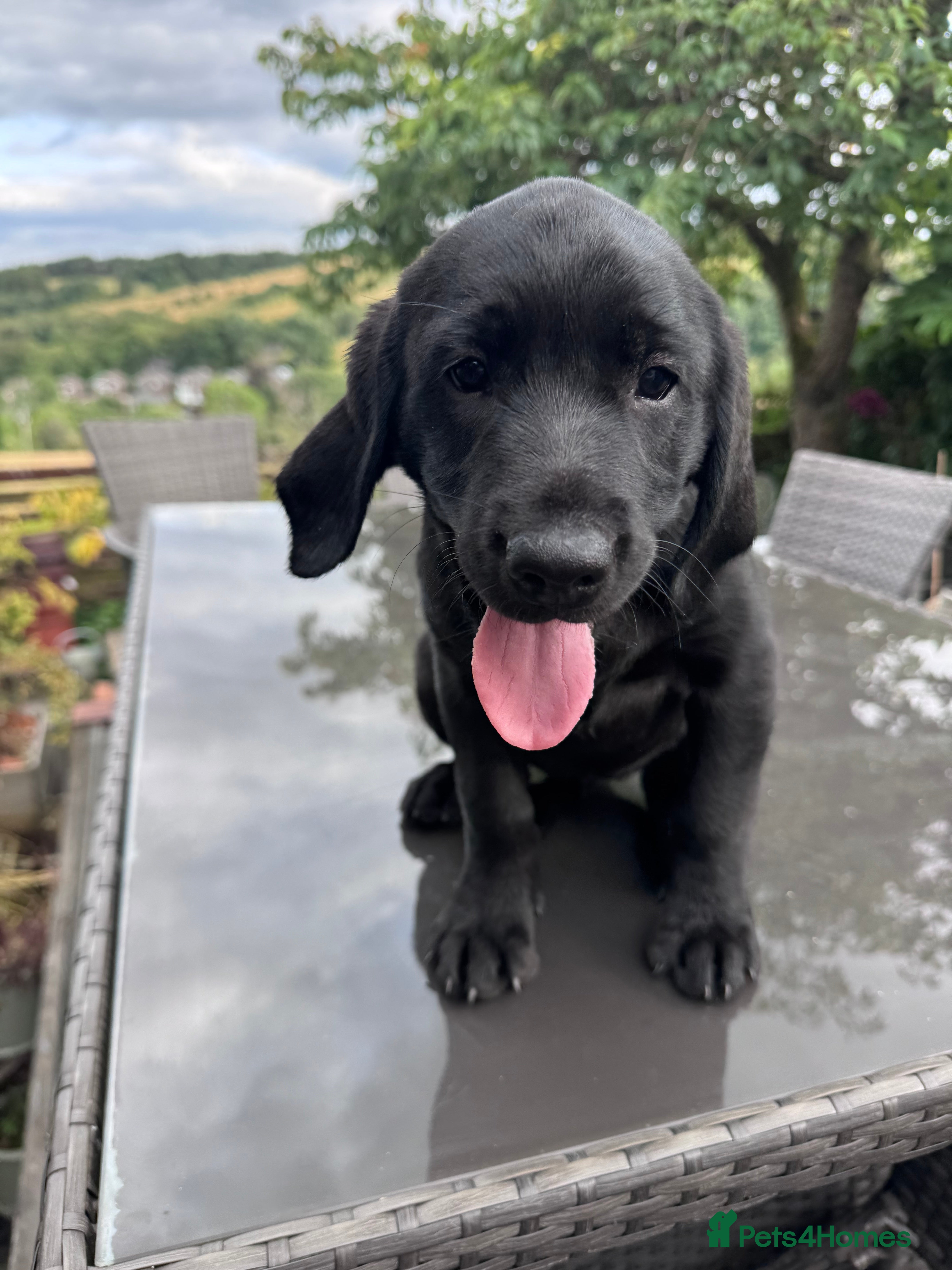 Labrador Retriever dogs 1 chunky KC full pedigree black- many titlesFTCH - Advert 2