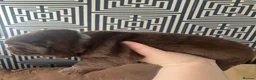 Chow Chow dogs for sale: ❤️🐾STUNNING CHOW CHOW PUPPIES  - Advert 7