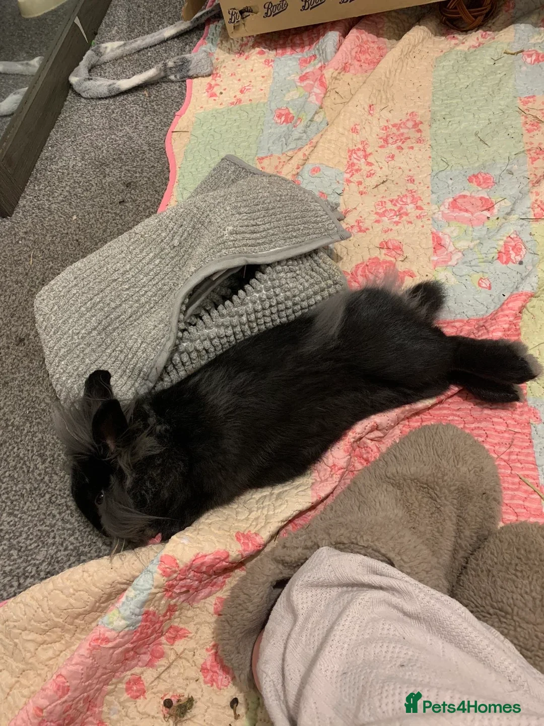 Lionhead rabbits for sale: teddy  - Advert 3