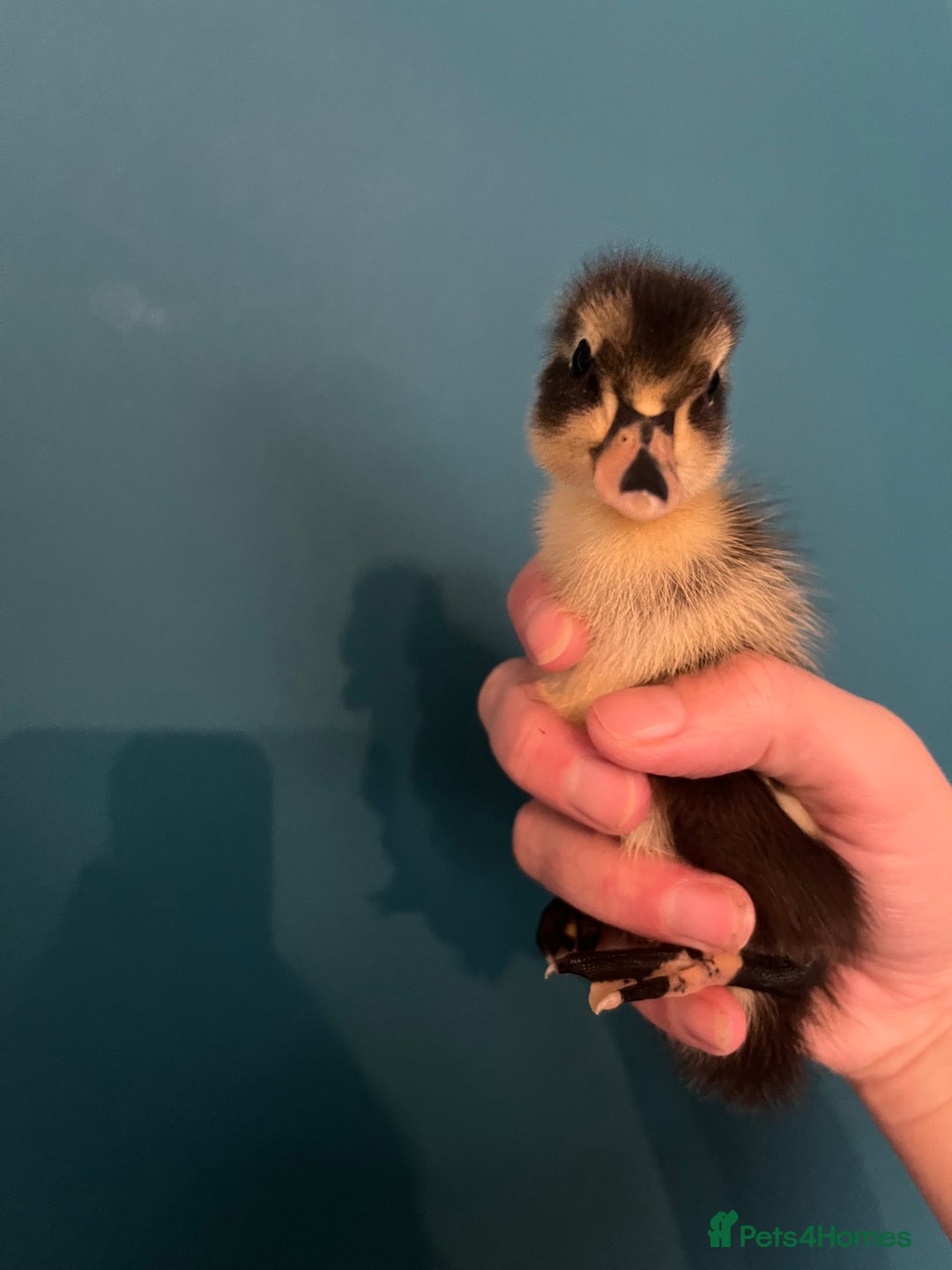 Ducks poultry for sale: Indian runner ducklings - Image 9