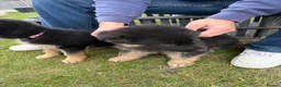 German Shepherd dogs for sale: Beautiful playful German shepherd pups in Rochford - Advert 14