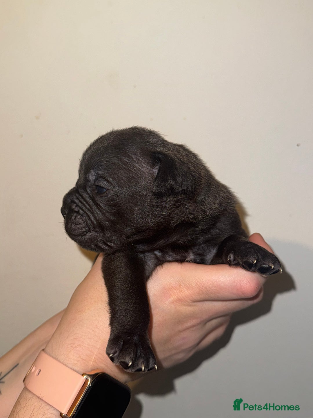 Dorset Olde Tyme Bulldogge dogs for sale: Olde tyme bulldogge puppies - Image 10