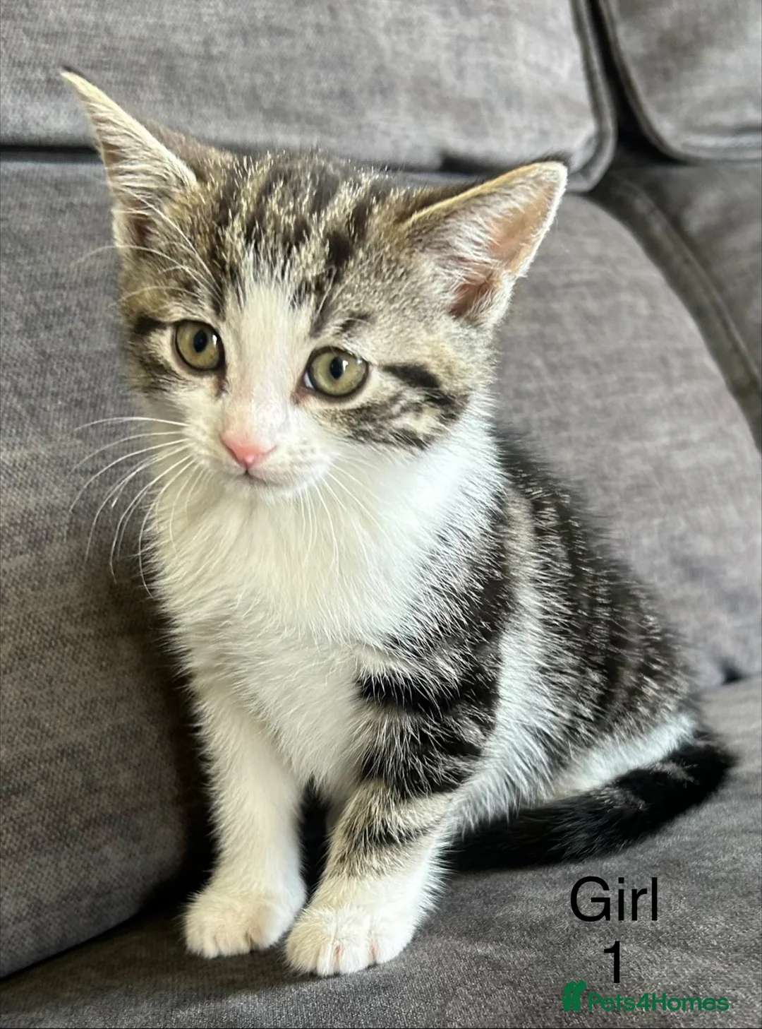 British Shorthair cats for sale: Kittens ready to go now  - Advert 2