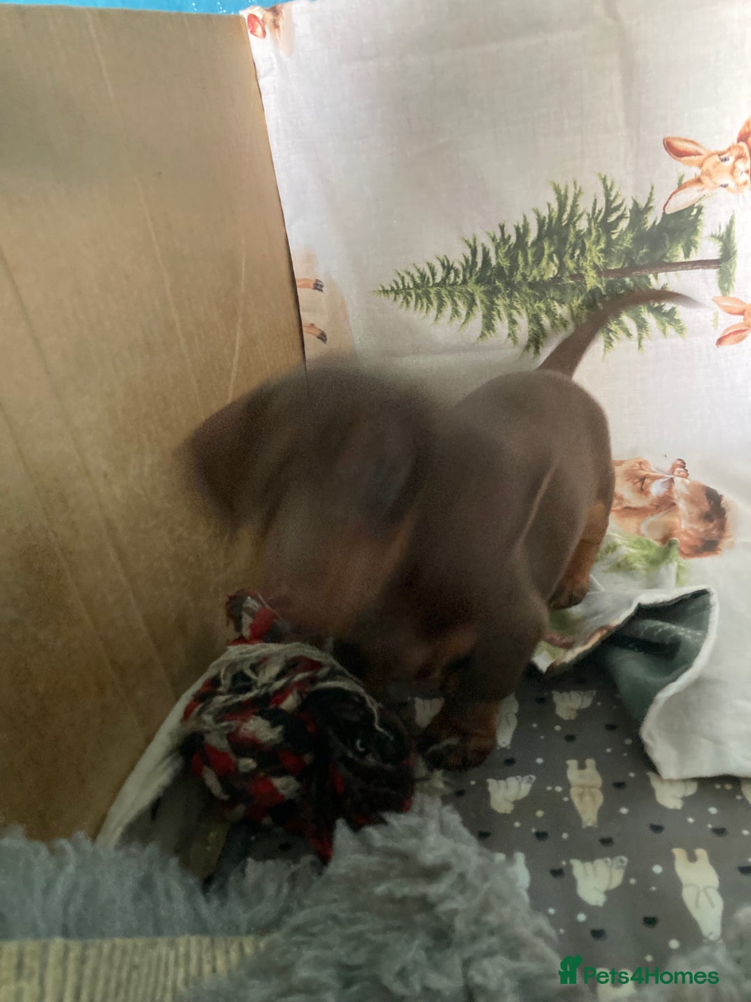 Miniature Dachshund dogs for sale: Miniature dachshund puppies for sale - Image 5