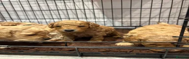 Cockapoo 3