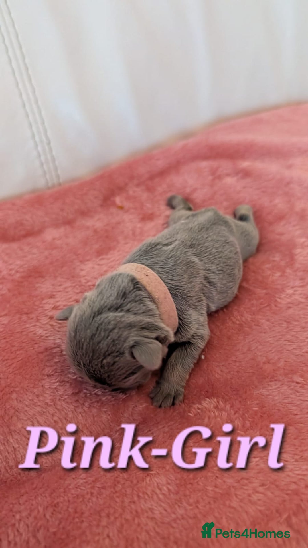 French Bulldog dogs for sale: French Bulldog puppies - Advert 7