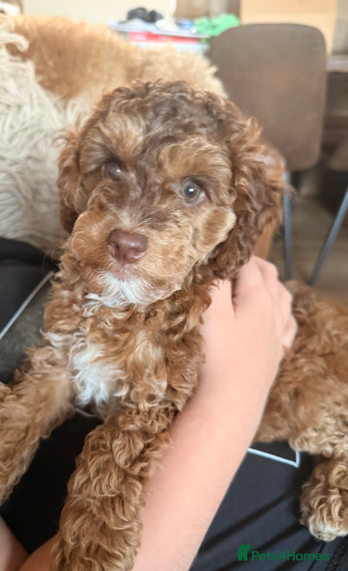 Cockapoo dogs Cockerpoo male  - Advert 4