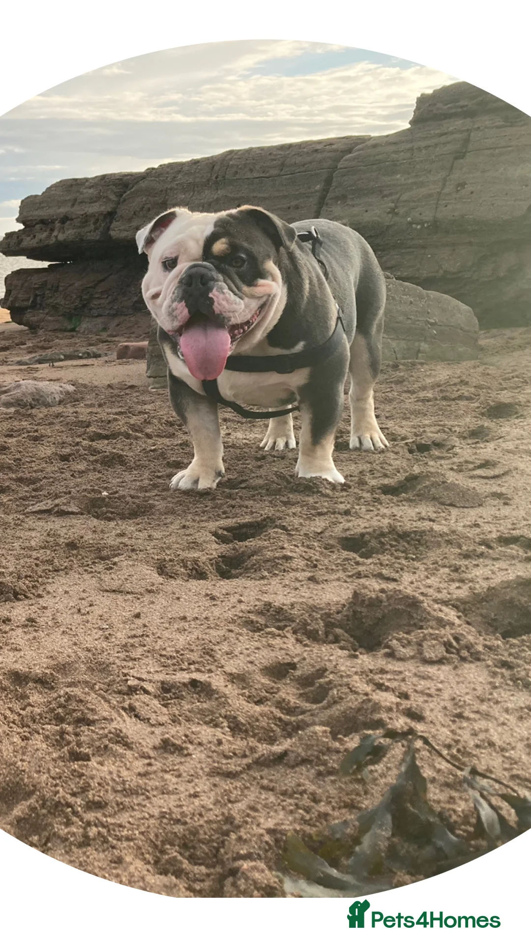 English Bulldog dogs for sale: English Bulldog looking for a loving forever home - Advert 9