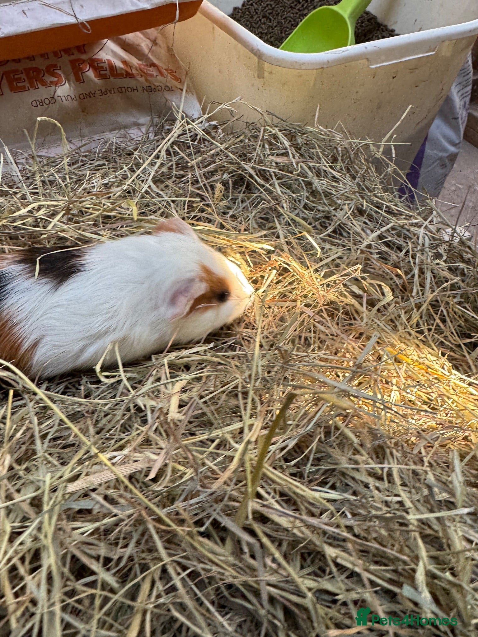 Guinea Pig rodents 6 beautiful guinea pigs very friendly - Advert 2