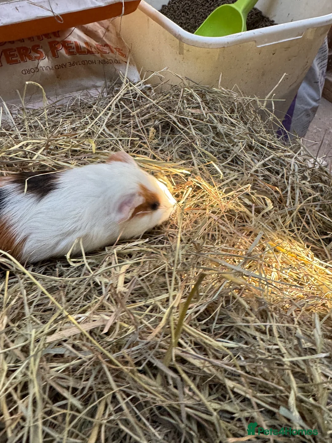 Guinea Pig rodents for sale: 6 beautiful guinea pigs very friendly - Advert 2