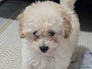 Maltese dogs Stunning little girl - Advert 8