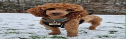 Miniature Poodle dogs for sale: 2 beautiful red  miniature poodle girls  - Advert 9