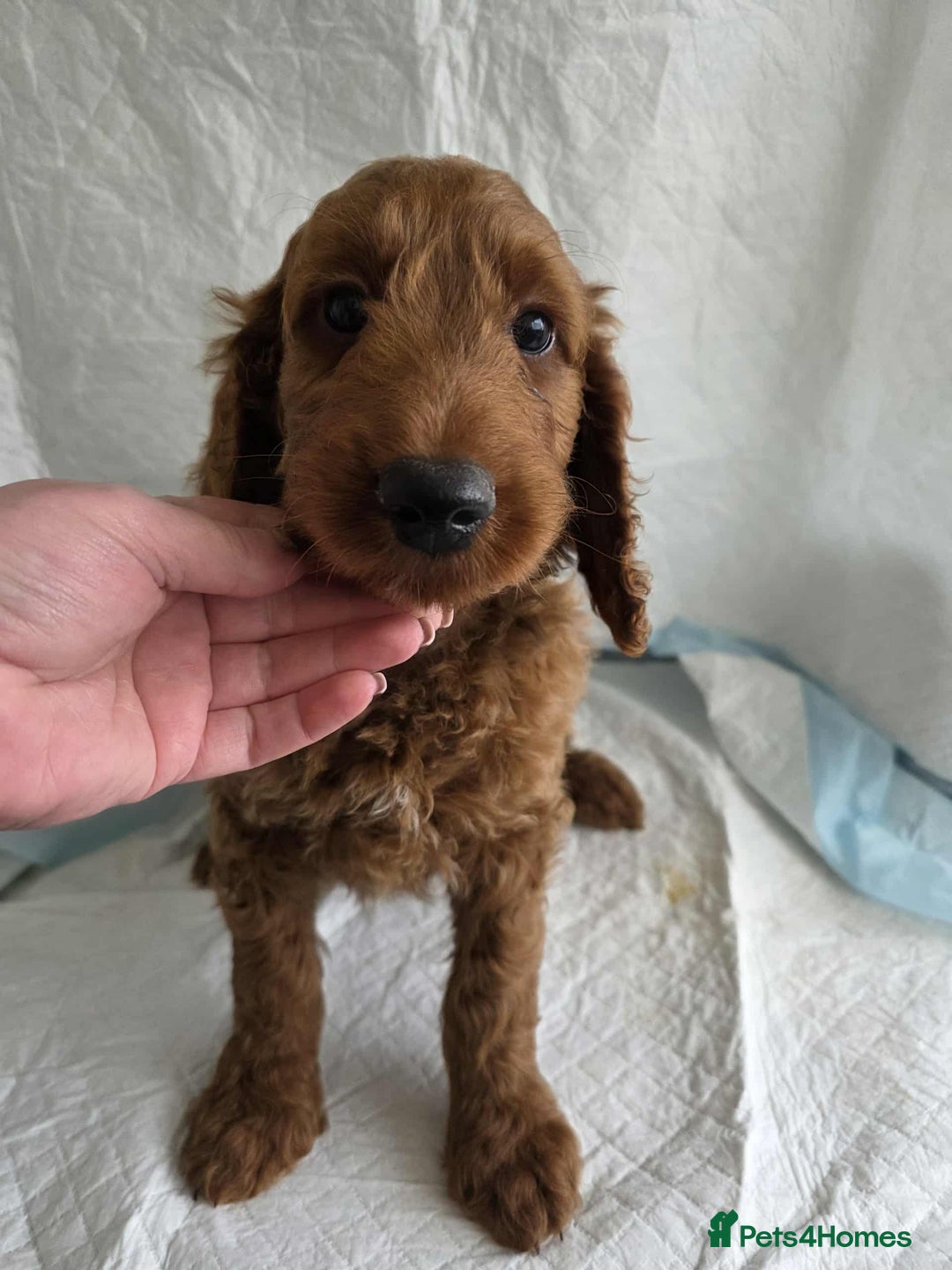 Goldendoodle dogs for sale: 👑Superb Rare Toy/Mini Deepest Red Goldendoodles👑 - Image 6