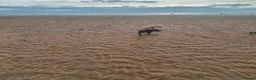 Staffordshire Bull Terrier dogs for sale: Blue staffordshire bull terriers - Advert 4