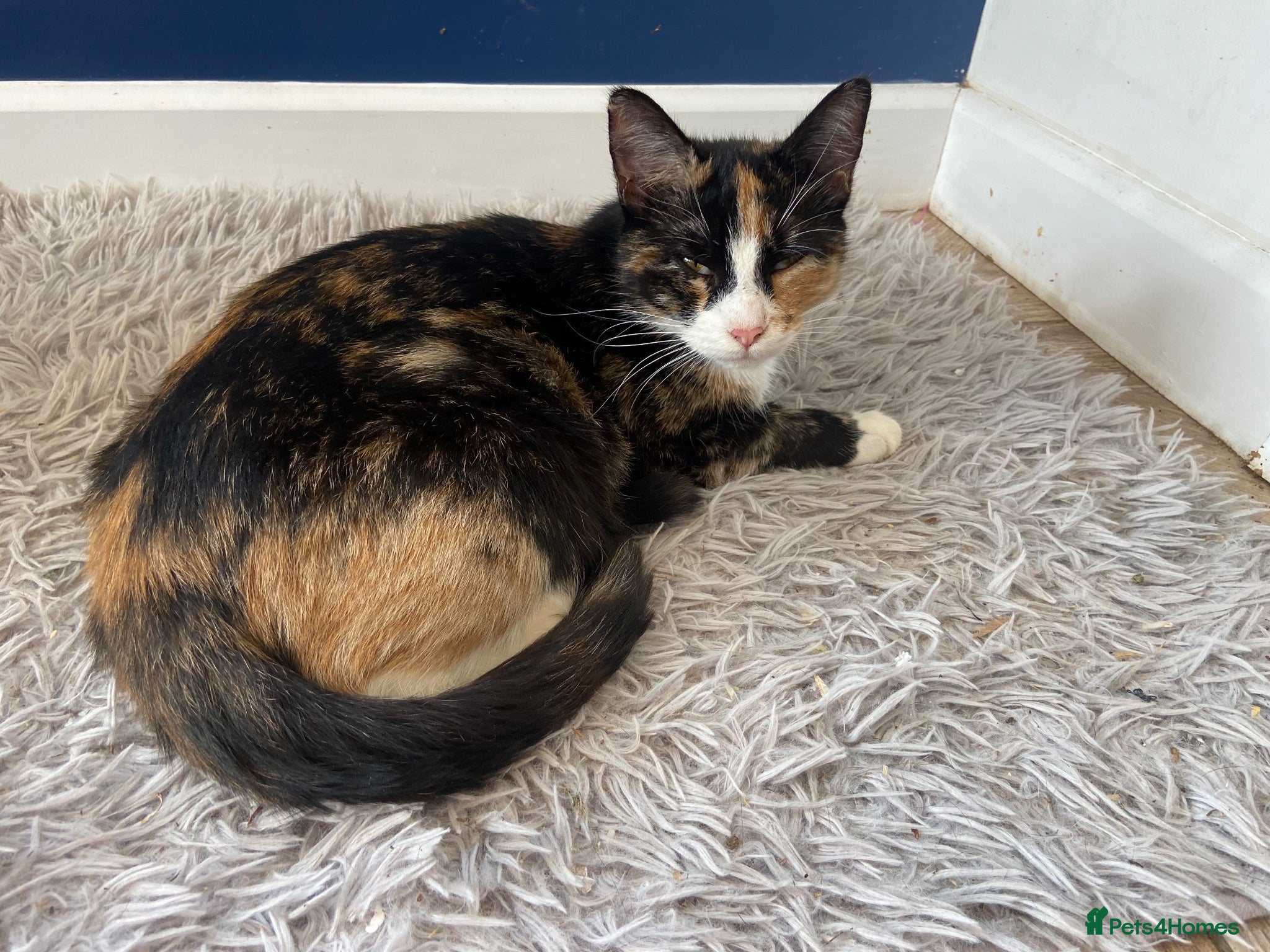 Mixed Breed cats Stunning cuddly kittens for forever homes - Advert 2