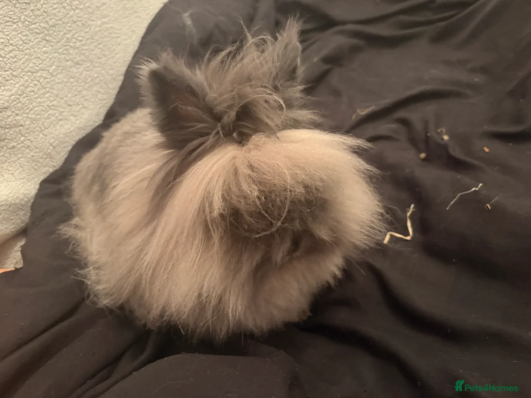 Lionhead rabbits for sale: Male lionhead for sale - Advert 2