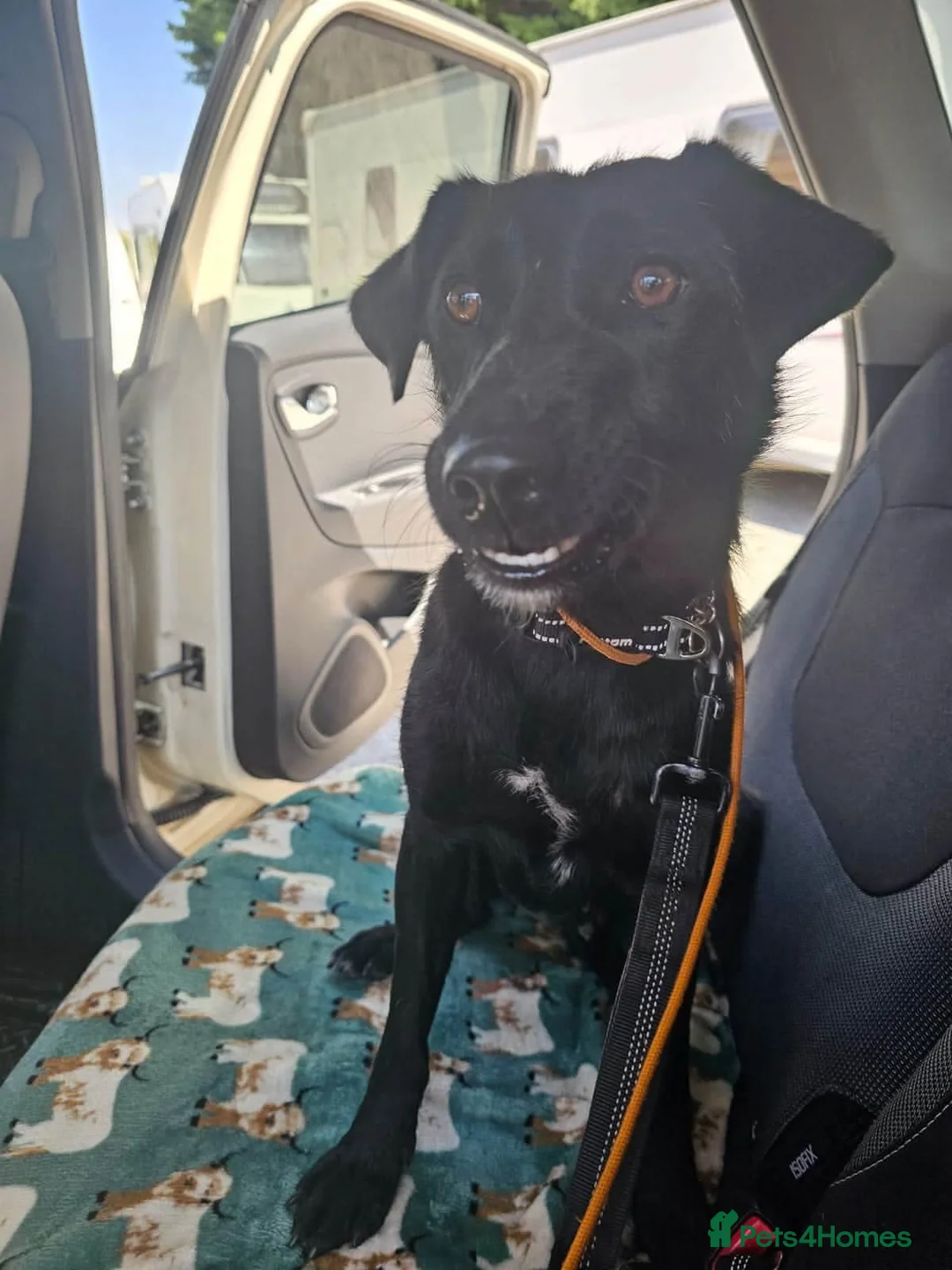 Mixed Breed dogs for adoption: Lola  - Advert 1