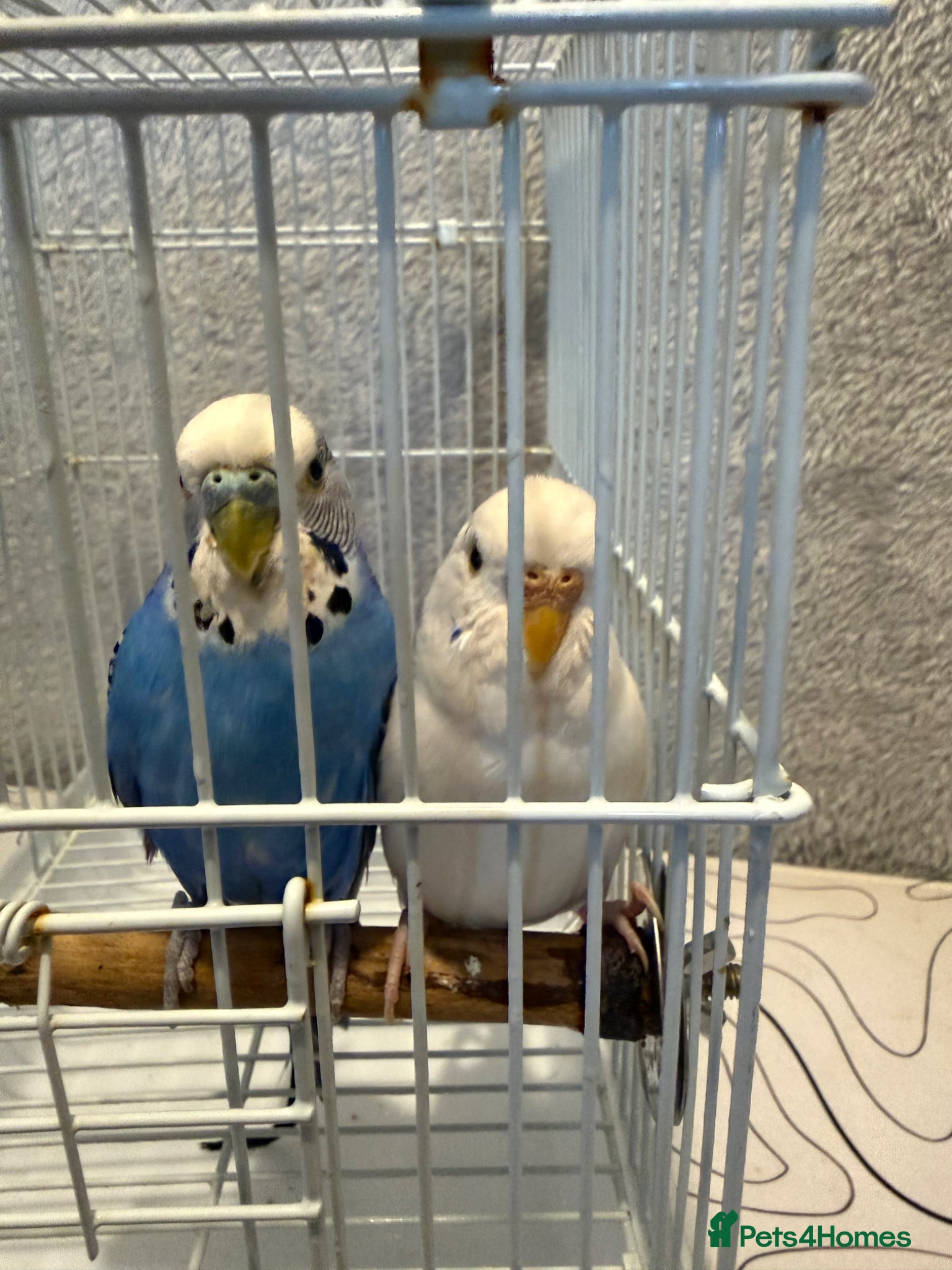 Budgerigars birds 2 pairs of budgies - Advert 13