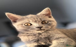 British Shorthair cats for sale: British Shorthair Male Kitten Grey - Image 1