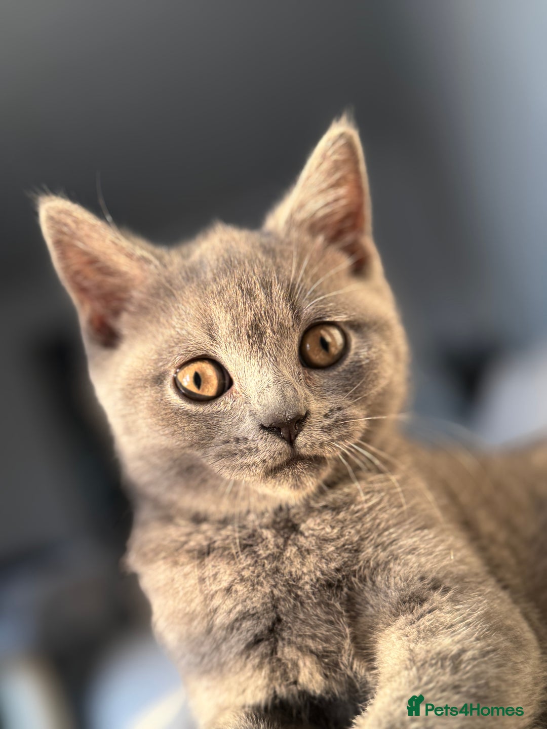 British Shorthair cats for sale: British Shorthair Male Kitten Grey - Image 1