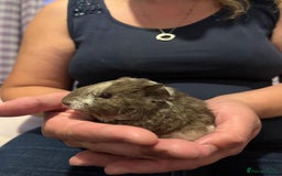 Guinea Pig rodents for sale: Male Guinea pigs 2x - Image 4