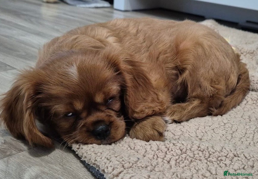Cavalier King Charles Spaniel dogs K C registered Ruby Cavaliers - health tested  - Advert 13