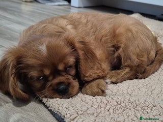 Cavalier King Charles Spaniel dogs K C registered Ruby Cavaliers - health tested - Advert 13