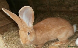 Continental Giant rabbits for sale: PURE Continental Giants Vaccinated 3 in 1 Reserve  - Image 12