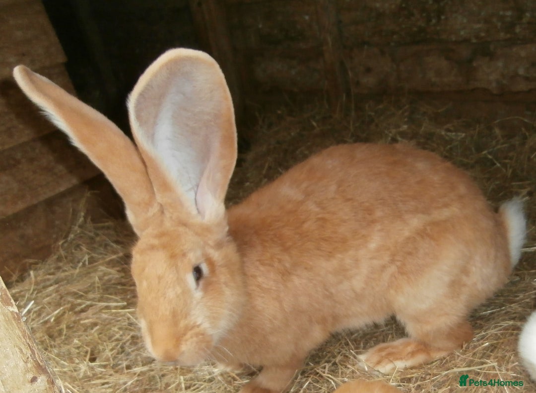 Continental Giant rabbits for sale: PURE Continental Giants Vaccinated 3 in 1 Reserve  - Image 12