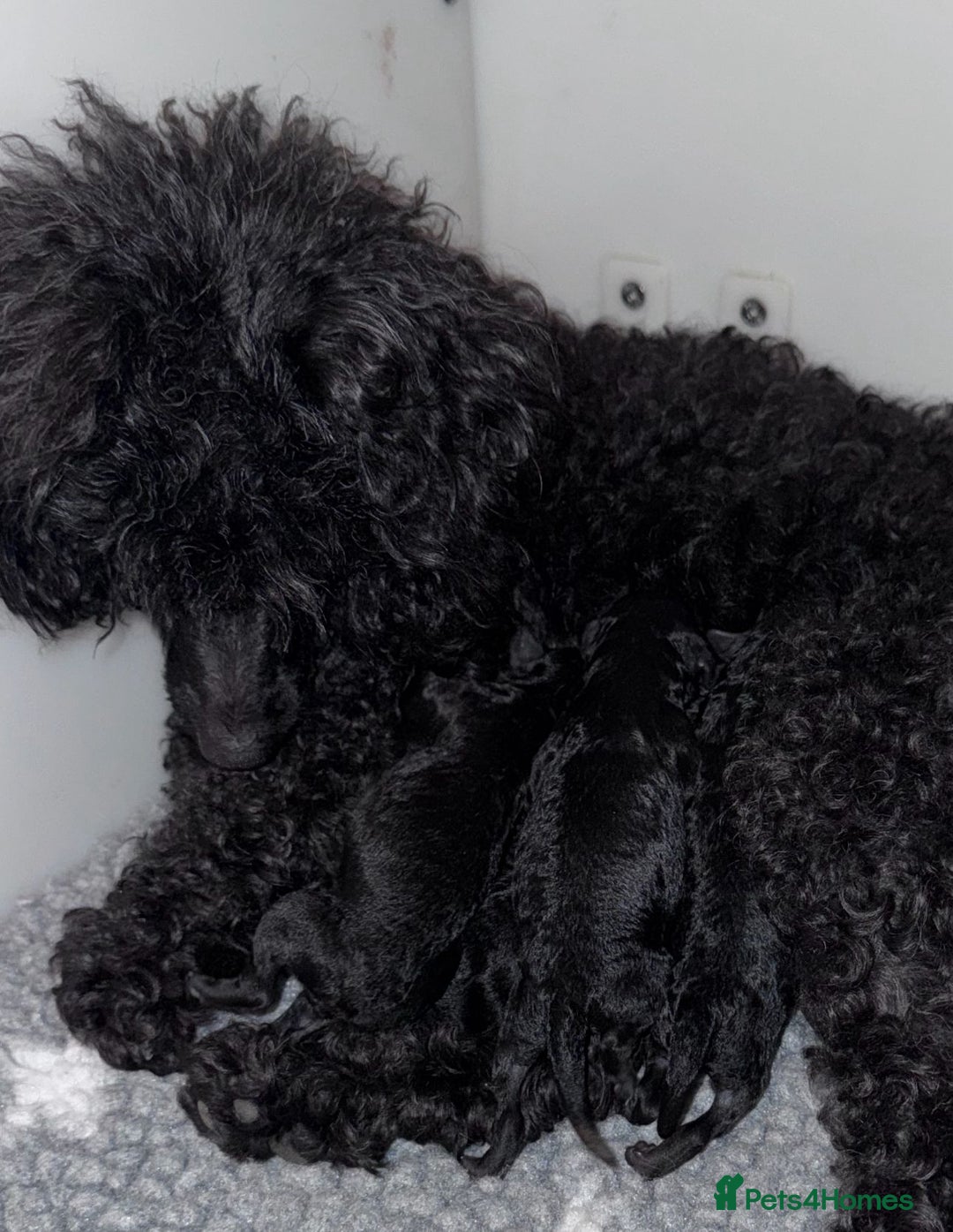Toy Poodle dogs for sale: KC registered Toy Poodle Male 1 black  - Advert 7