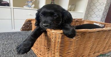 Cocker Spaniel dogs - Advert 5