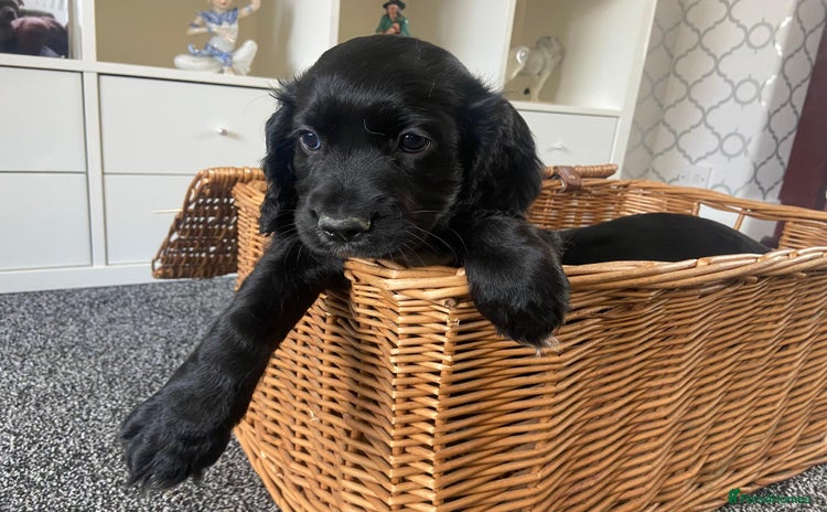 Cocker Spaniel dogs - Advert 3