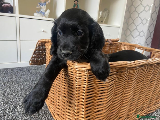 Cocker Spaniel dogs - Advert 1