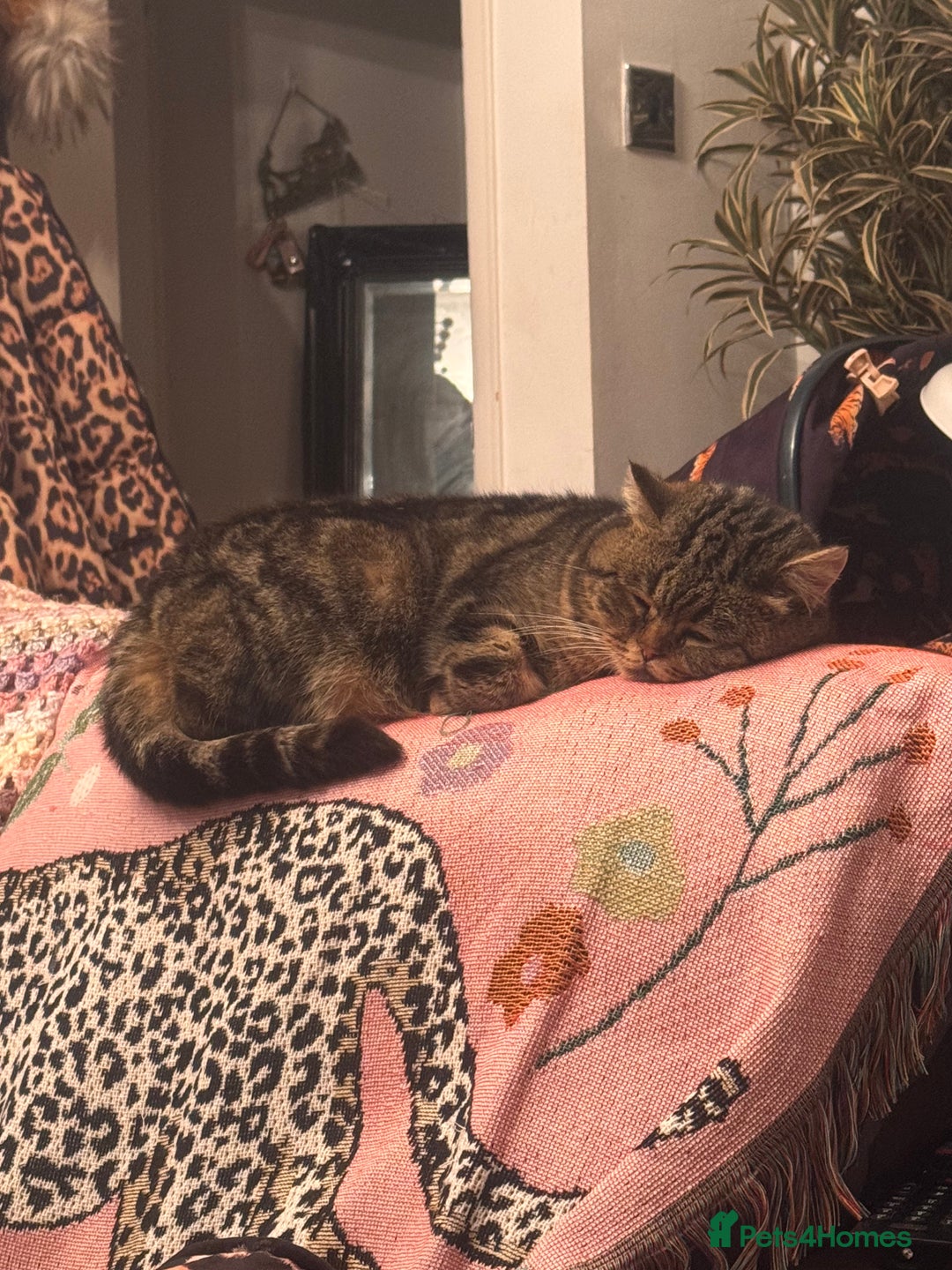 Scottish Fold cats for sale: Scottish gold for sale  - Advert 2