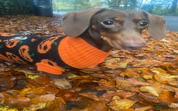 Dachshund dogs for sale: 5 miniature   dachshund  - Image 17