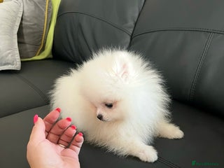 Pomeranian dogs 🐼Teddy Face🔥Top quality 🏆Very Tiny - Advert 6