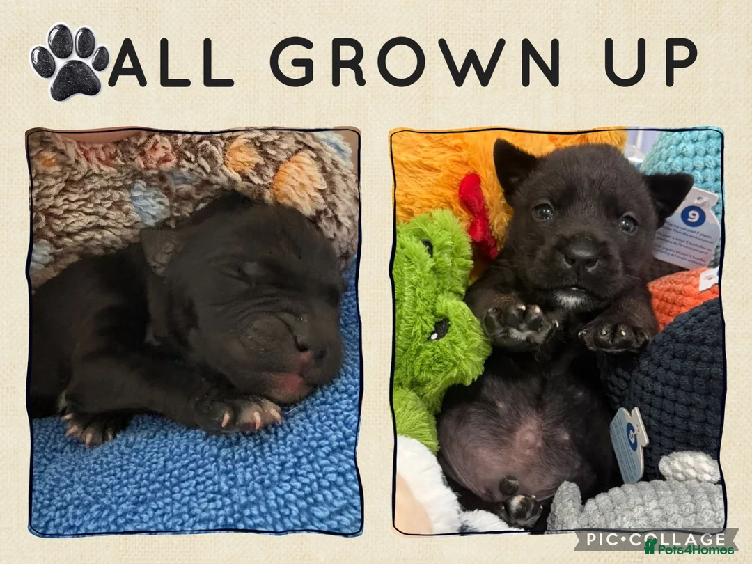 Mixed Breed dogs for sale: Rotty-corso in Saint Leonards-on-sea - Advert 1